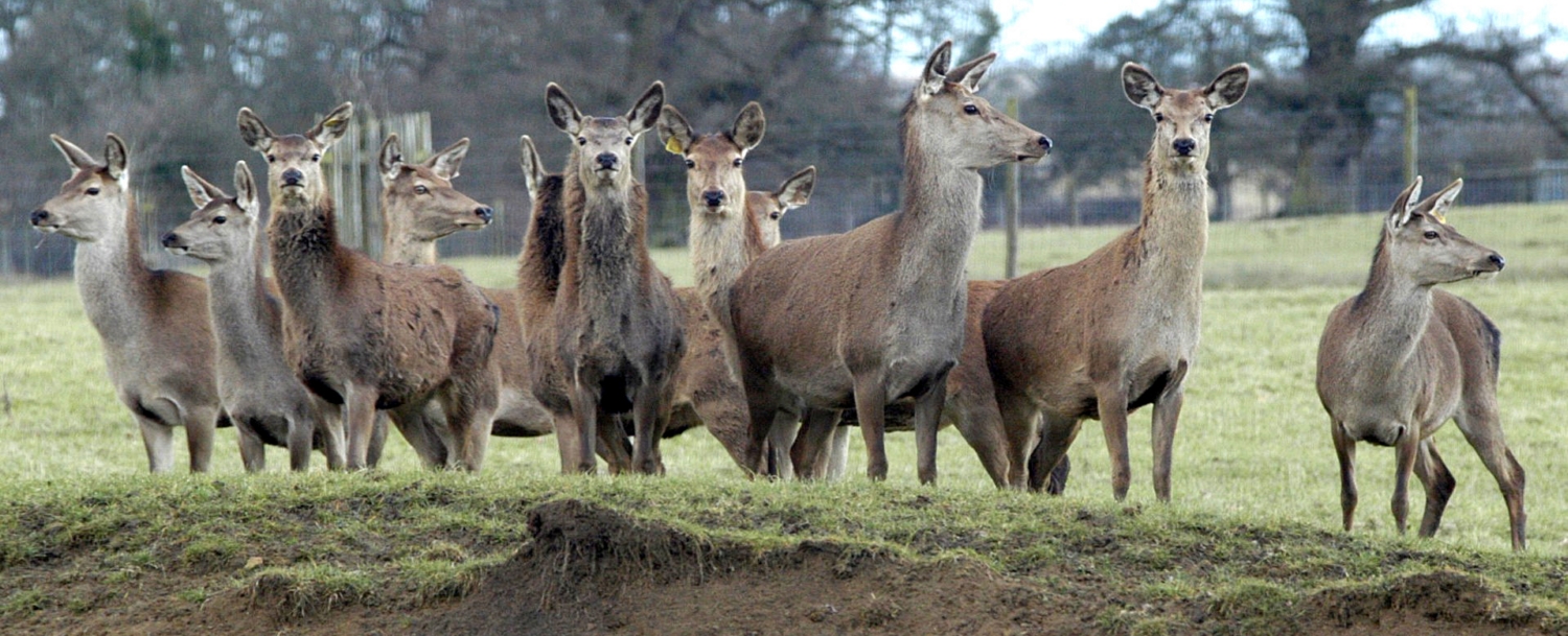 Internal arts in South gloucestershire: Tai Chi, Qigong, Ba Gua and Hsing-I